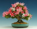 خرزهره هندی,Bonsai de Azaleia Grande
،بونسای گل صورتی